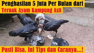 5 Million Rupiah Per Month from Native Chicken Farming, It's Definitely Possible⁉️ Here Are the W...
