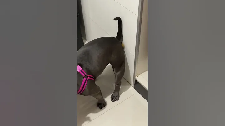 Dog Leaves a "Present" on the Wall For Owner || ViralHog - DayDayNews