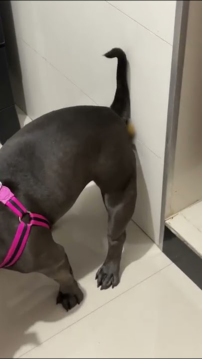 Dog Leaves a 'Present' on the Wall For Owner || ViralHog