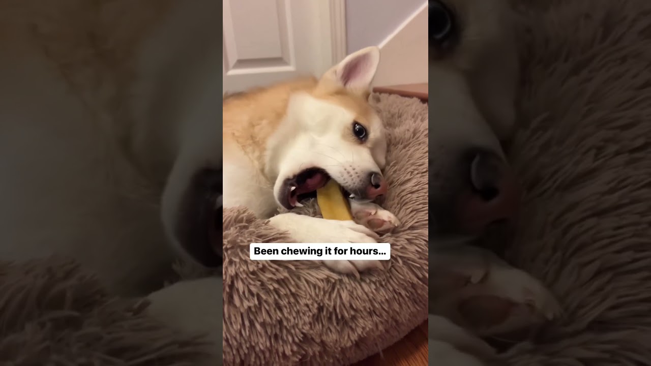 Husky Pomsky working on a Yak Chew 😝