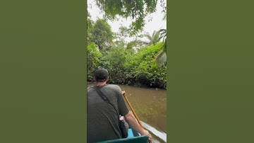 Exploring the Amazon! 🛶 #wildlife #jungle #rainforest #amazon #explore
