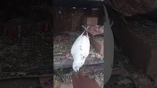 #shorts# video indian kabutar baji 35