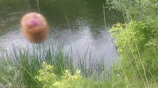 Рибалка на попла попер (саморобний я його відірвав) #music #спінінг #рибалка #fishing #fish
