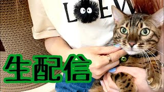 【生配信1/24】ベンガル猫5匹と黒猫2匹でお送りする生配信