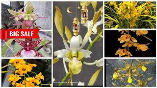 Download Lagu 🔴SALE SENIN MALAM FULL DENDRO JADUL KOLEKSI‼️ MP3