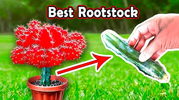Best Moon Cactus Rootstock | 6 BENEFITS + Propagate  FAST + TIPS! | 多肉植物 | 다육이들 | SUCULENTAS