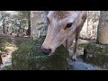 桜が咲き始めた奈良公園と鹿さん