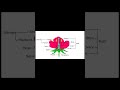 parts of flower#vocabulary#shortsfeed#english#education