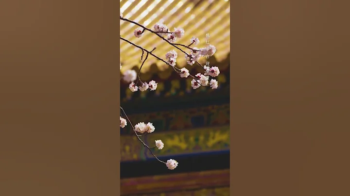 又到，春花爛漫時。聽花開的聲音，觀葉綻的曼妙，賞花賞春天，便是品心境觀人生。 - 天天要聞