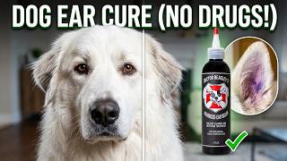 Dog Ear Infection Cured Without Antibiotics | See the Results