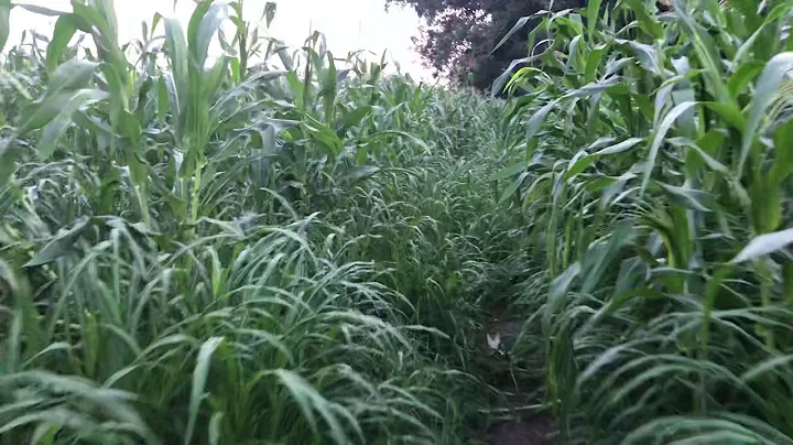 Gambella region could be the breadbasket of Ethiopia