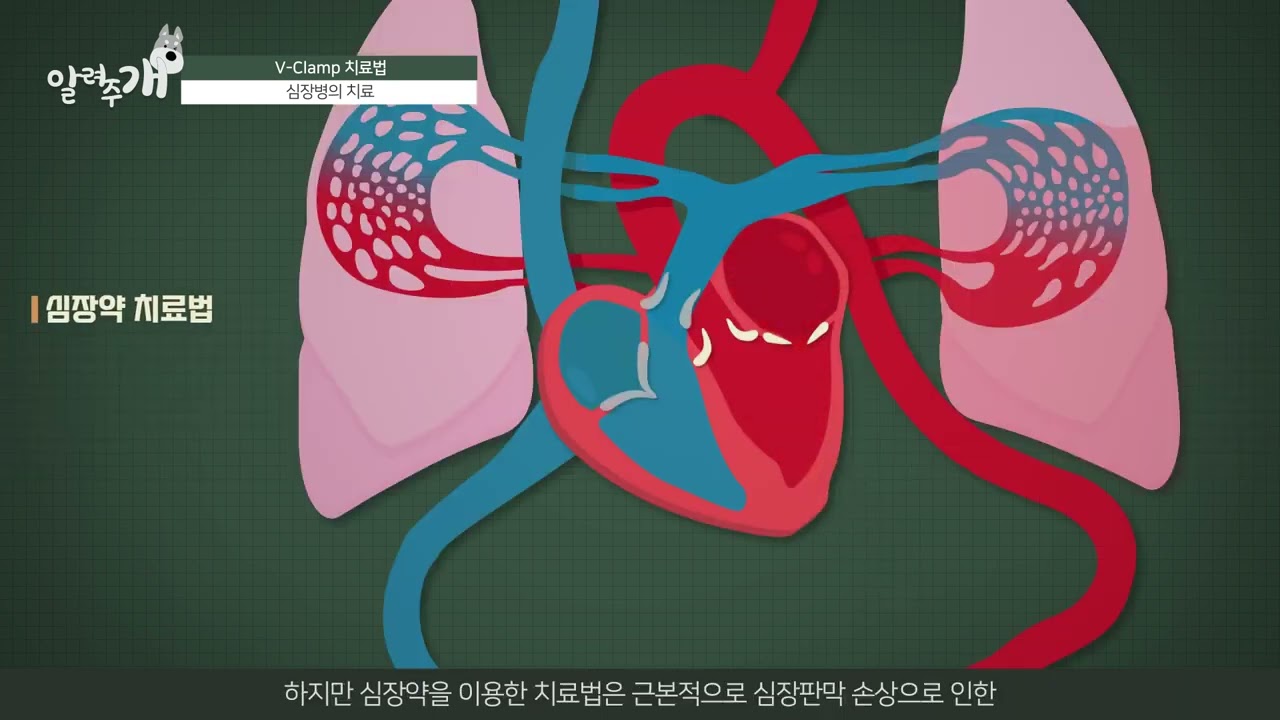 V-Clamp Surgery, a New Treatment for Dog Heart Disease
