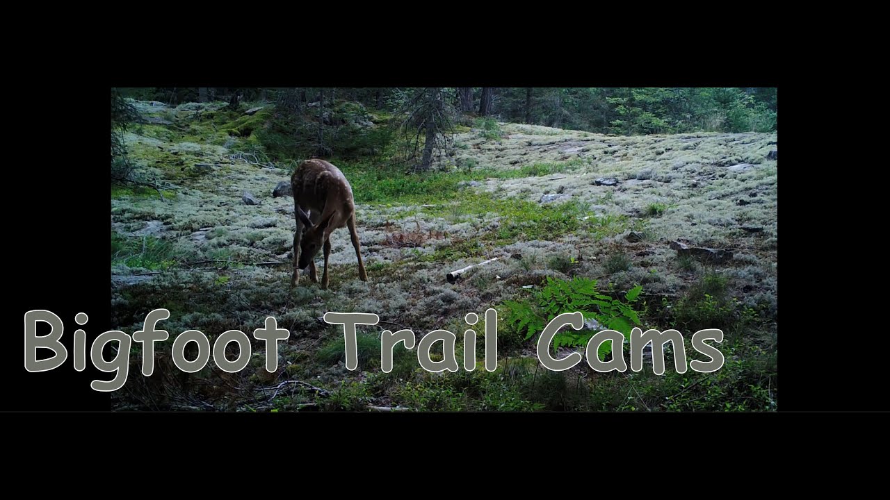 Bigfoot Trail Cams August YouTube