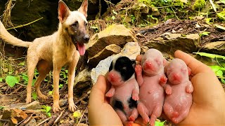 картинка: После встречи с доброй собакой 🐶 в лесу произошло нечто очень трогательное. 🐶🐕🥰😘❤