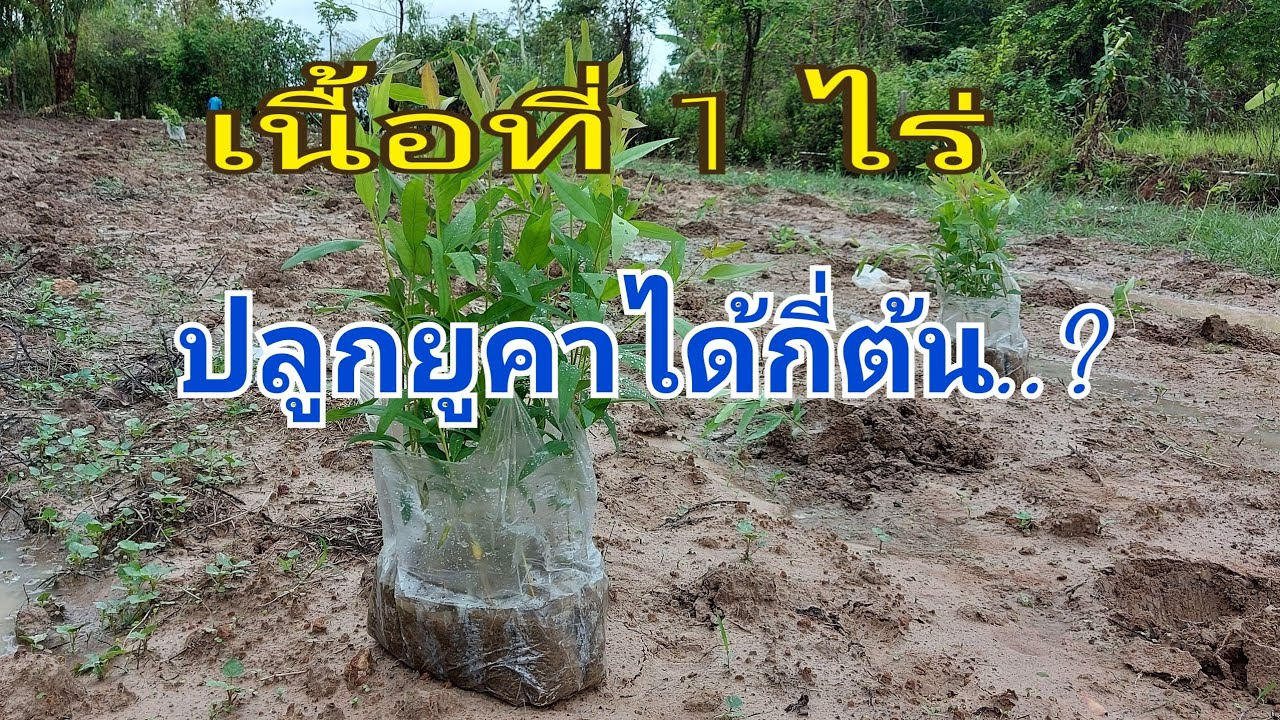 เนื้อที่ 1 ไร่ ปลูกยูคาได้กี่ต้น I DEAW  CHANNEL