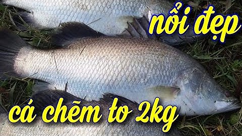 Kích cá nước mặn , lợ vớt mỏi tay cá vược (chẽm) lh 0989897780