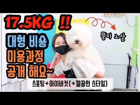 17.5Kg 대형 비숑뚱이 미용 함께해유~ 스포팅+하이바컷 (광주애견미용, 비숑미용, 애견미용사,) - Youtube