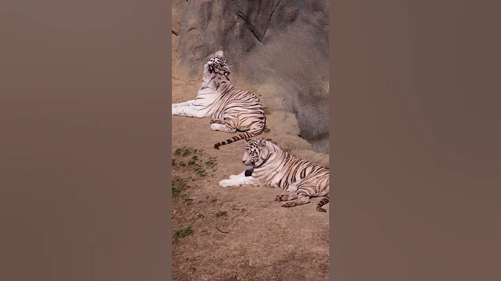 How Rare Are White Tigers? | Nature Shorts | PBS - DayDayNews