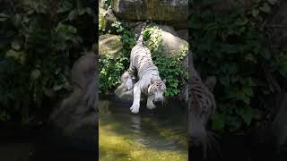 How Rare Are White Tigers | Nature Shorts | PBS