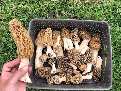 Late Season Indiana Morel Mushroom Hunting