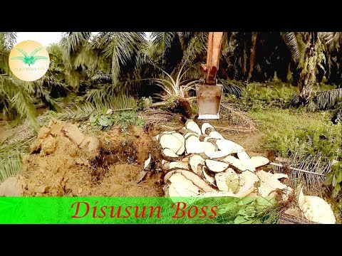 Video: Kesukaran Menanam Pokok Kelapa Sawit