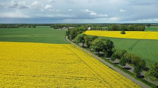 Über den Rapsfeldern bei Seeburg