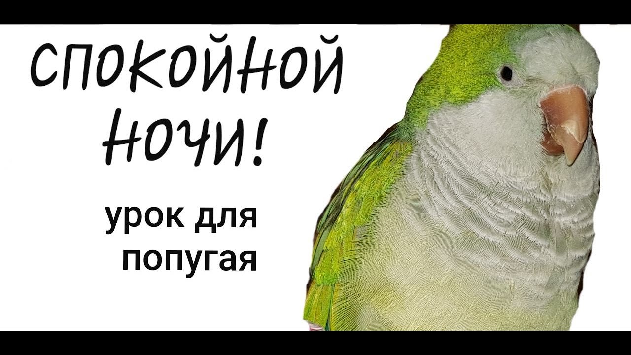 Попугай говорит уроки. Спокойной ночи с попугаем. Попугай спокойной ночи Мем. Как научить попугая говорить. Попугай с текстом спокойной ночи.