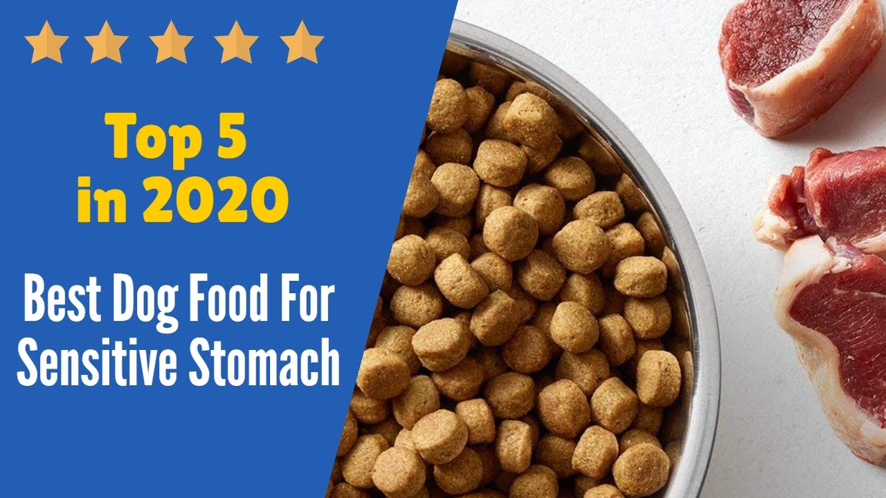 Top 5 Best Dog Food For Sensitive Stomach in 2020. - YouTube