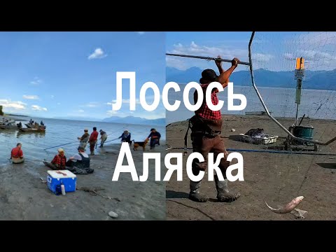 Video: Kako Je Z Ribolovom Lososa Na Aljaski