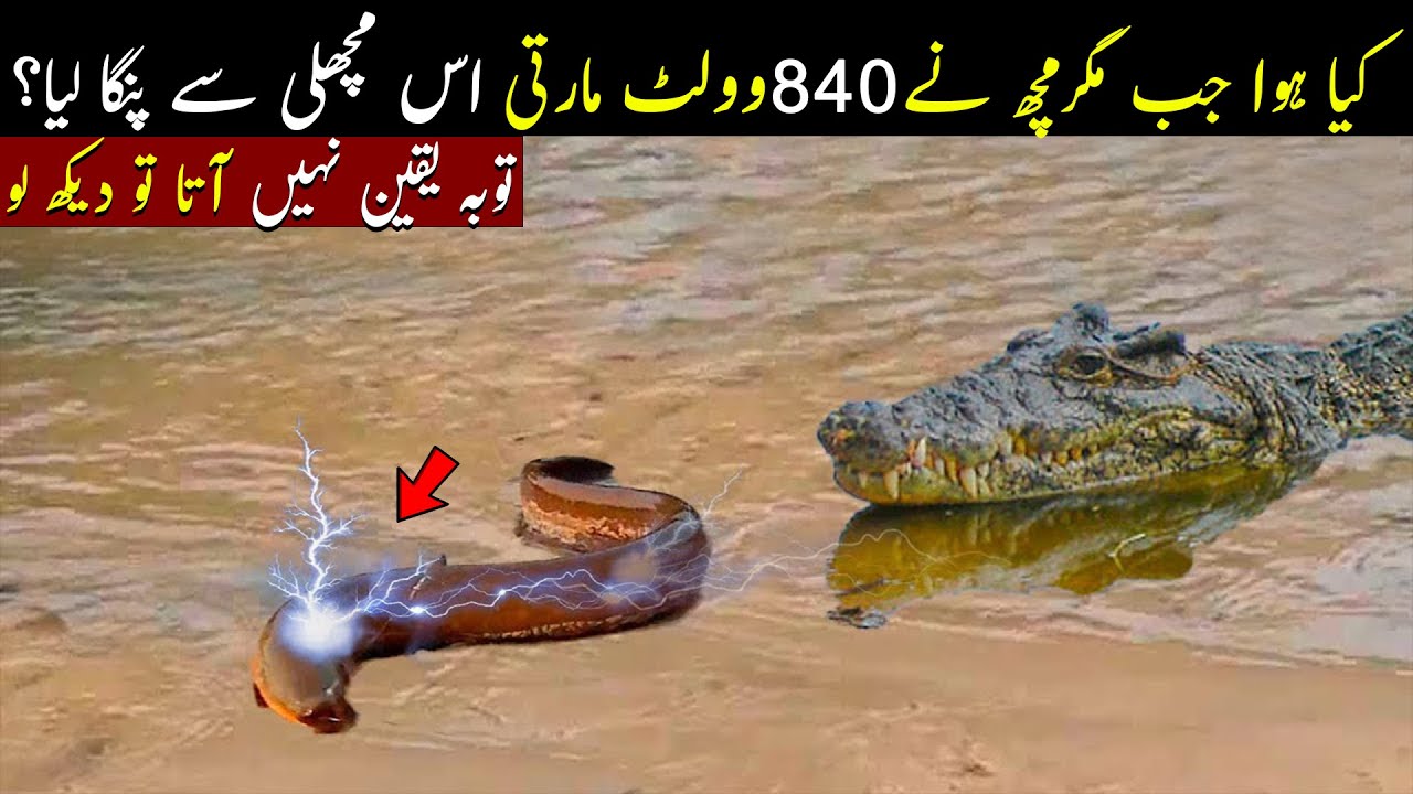 What Happened When A Crocodile Messed With An Electric Eel