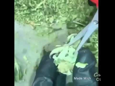 مرحب يلي تسمع بينا