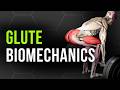 How To Train Based On Your Glute Anatomy 