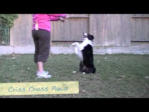 Criss Cross Sit Pretty - Clicker Dog Training Tricks