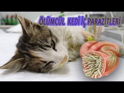 Video: Kedilerde Kan Damarlarının Parazit Enfeksiyonu
