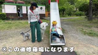 【ヤバい】いつも優しい超大型犬がまさか大好きな３歳児を怒らせるようなことをするとは…！｜グレートピレニーズ&オールドイングリッシュシープドッグ&トイプードル