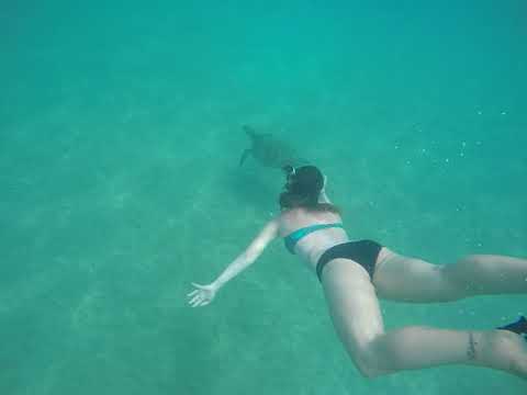 Shev n milana swimming with a Giant Sea turtle