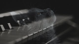 INGAT KUCING ANDA dengan Instrumen Piano Cantik Ini - Lagu Kehilangan Kucing