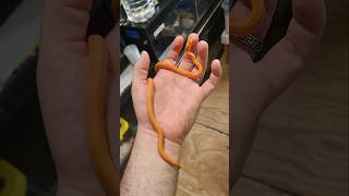 92-2025 Female #albino Stripe #cornsnake #morphmarket