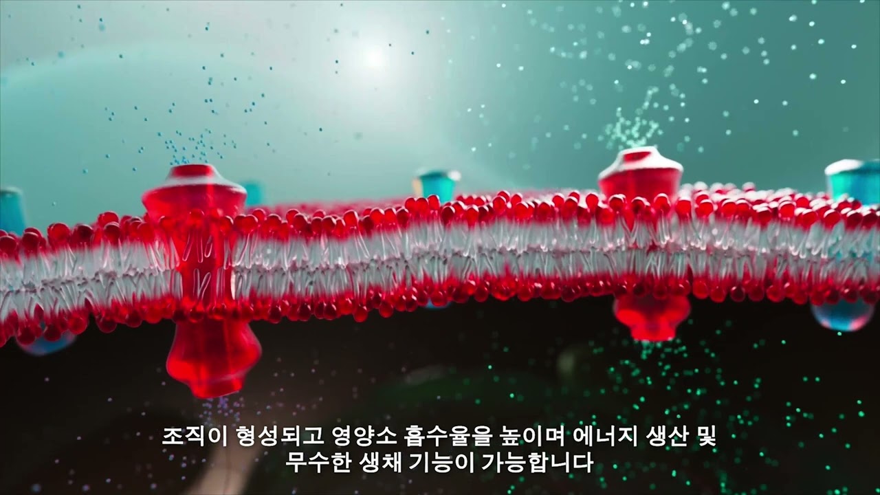 텔로메가 크릴오일 초고순도 인지질 효능