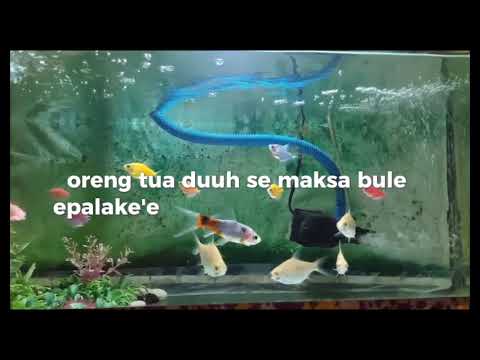 Lagu madura terbaru Mateh Rassa, lusiana ft andi, asik didengar..