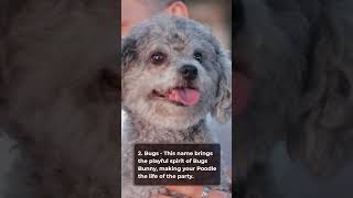 Top 5 Popular Cartoon Character Names for a Boy Poodle