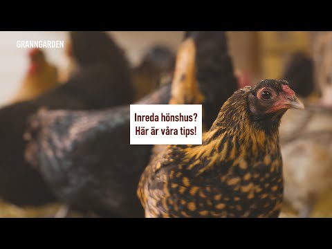 Video: Gör-det-själv hönshus för 20 kycklingar. Hur man bygger ett varmt hönshus