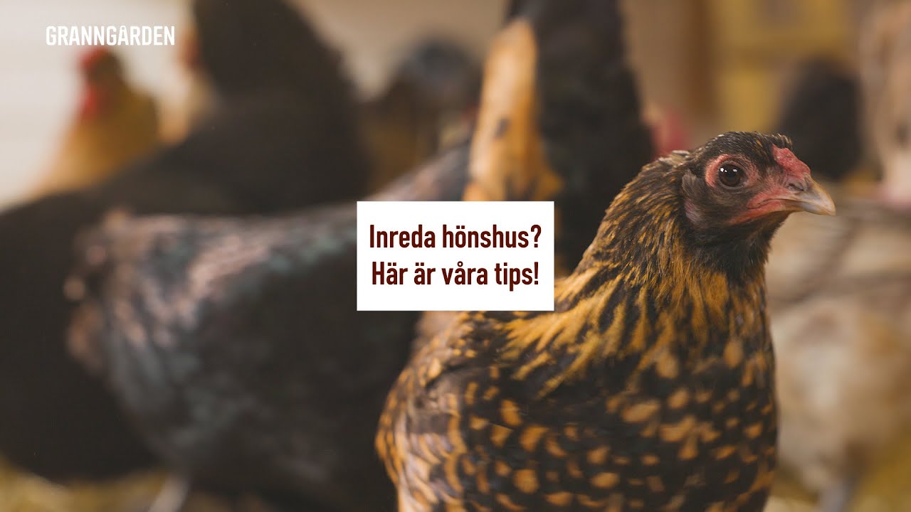 SÅ BYGGER DU DET ULTIMATA HÖNSHUSET