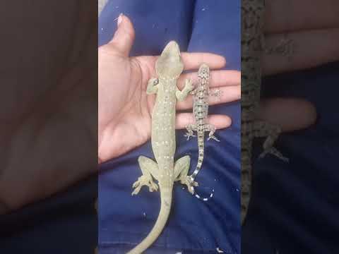 tokek 45cm tokek 45cm