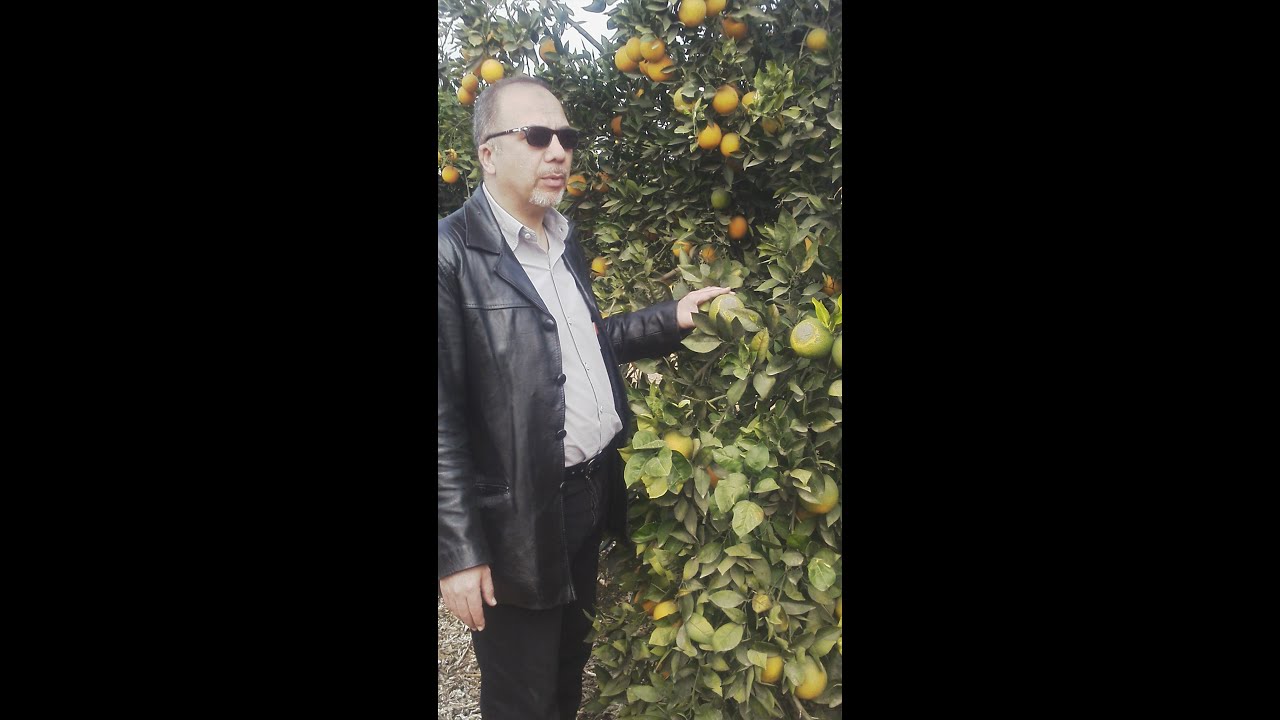 الخدمة الشتوية للموالح