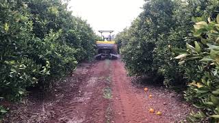 Cavallo Ercole Spreader - Guidolin Agrimac screenshot 1