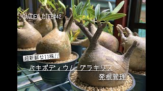 【CAUDEX LIFE #42】パキポディウム グラキリス  発根管理 超新鮮な11株!!