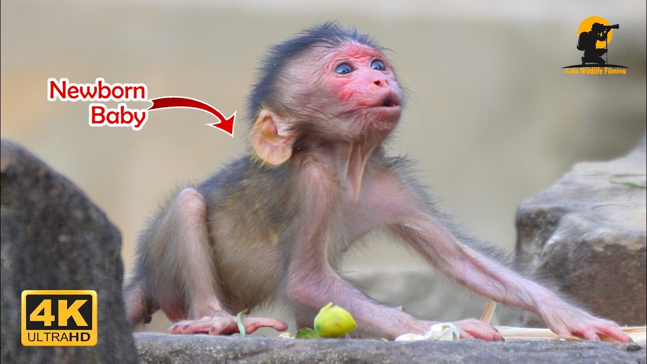 Young Mother Walks Away: Baby Monkey Left All Alone
