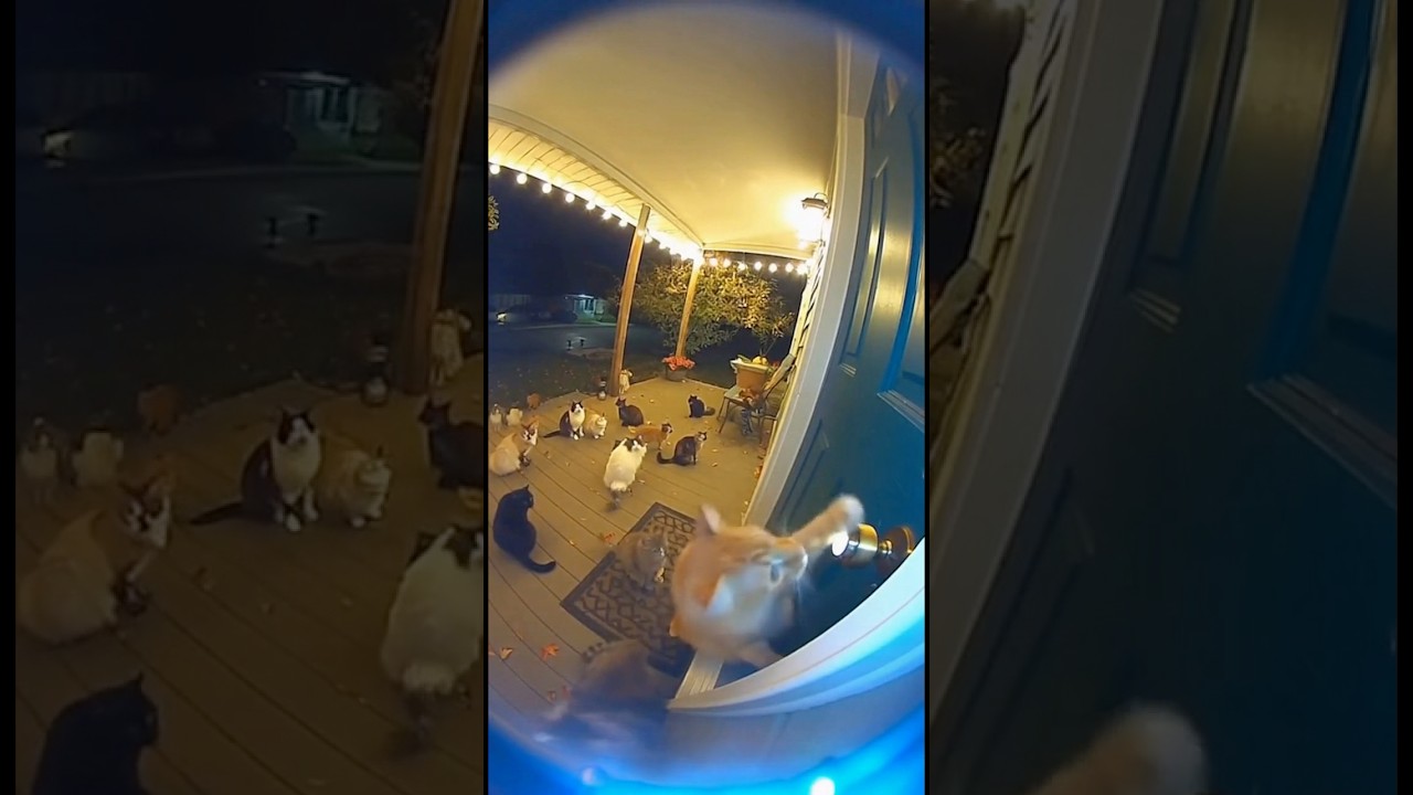 Cats prank-call the doorbell🐱 Episode seven