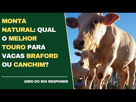 MONTA NATURAL: QUAL O MELHOR TOURO PARA VACAS BRAFORD OU CANCHIM?